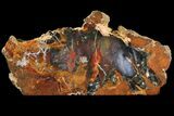 Colorful, Polished Petrified Wood Section - Hubbard Basin #93923-2